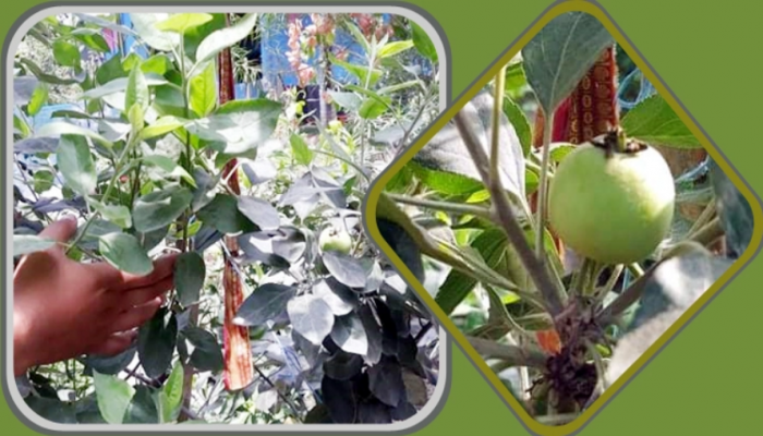 ফরিদপুরে পরীক্ষামূলক আপেল চাষে ৩ চাষির সাফল্য