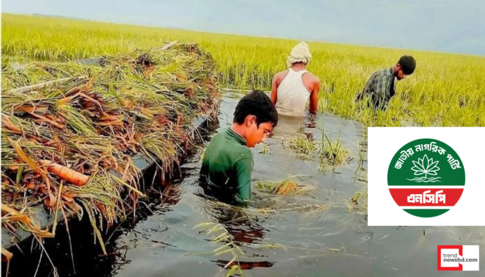 হাওরাঞ্চলে কৃষক সংকট, জরুরি রাষ্ট্রীয় হস্তক্ষেপের দাবি এনসিপির