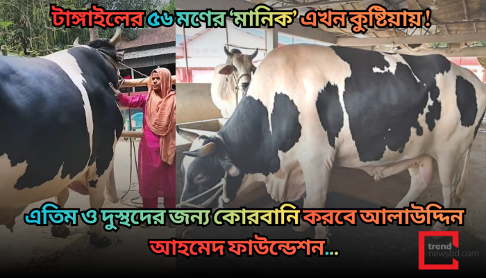 এতিম ও দুস্থদের জন্য টাঙ্গাইলের ৫৬ মণের ‘মানিক’ কোরবানি করবে আলাউদ্দিন আহমেদ ফাউন্ডেশন